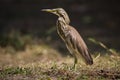 Chinese pond heron standing in the grass, Thailand Royalty Free Stock Photo