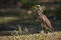 Chinese pond heron standing in the grass, Thailand Royalty Free Stock Photo