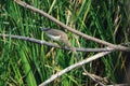 Chinese Pond Heron Royalty Free Stock Photo