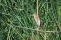 Chinese Pond Heron Royalty Free Stock Photo