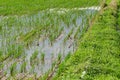 A chinese Pond Heron stands on the Paddy fields. Royalty Free Stock Photo