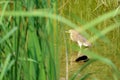 Chinese Pond-heron Royalty Free Stock Photo