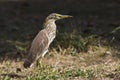 Chinese pond heron staning in the grass Royalty Free Stock Photo