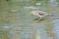 Chinese Pond-heron Royalty Free Stock Photo