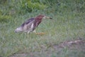 Chinese Pond Heron walking on the grass Royalty Free Stock Photo