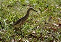 Chinese pond heron walking on the green grass in bright sunlight with blur background Royalty Free Stock Photo