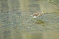 Chinese Pond-heron