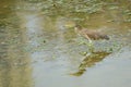 Chinese Pond-heron