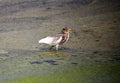 Chinese Pond Heron in Wetland Park Royalty Free Stock Photo