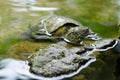 Chinese pond turtle, Mauremys reevesii