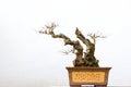 Chinese potted landscape