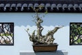 Chinese potted landscape