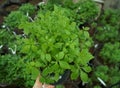 Chinese potted plant jiaogulan gynostemma Gynostemma five-leafed