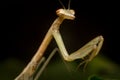 Chinese Praying Mantis