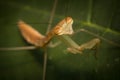 Chinese Praying Mantis