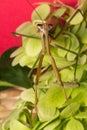 Chinese Praying Mantis Royalty Free Stock Photo
