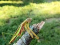 Chinese praying mantis green and brown sitting on a stick.