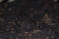Chinese pressed tea texture