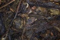 Chinese pressed tea texture