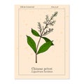 Chinese privet Ligustrum lucidum , medicinal plant