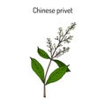 Chinese privet Ligustrum lucidum , medicinal plant Royalty Free Stock Photo