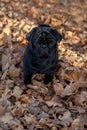 Chinese pug puppy is looking at the camera. Dutch mastiff or mops. Pet animals Royalty Free Stock Photo