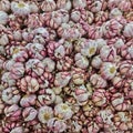 Chinese purple garlic in heads winth many teeth and husks Royalty Free Stock Photo