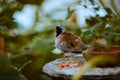 Chinese quail perched on a feeding station in the tropical gardens in the Fredrik meijer gardens