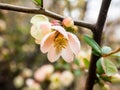 Chinese quince blossom close up photo