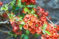 Chinese quince blossom in spring. Red Japanese quince blooms in springtime on Stone Wall. Red flowers on Chaenomeles superba Rowal