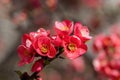 Chinese quince blossoms open on a thronged quince tree in a park