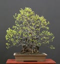 Chinese quince bonsai in spring