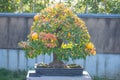 Chinese Quince bonsai tree with fruit in Omiya bonsai village