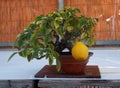 Chinese Quince bonsai tree at Nagoya Castle Bonsai Show. Nagoya. Japan