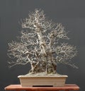 Chinese quince bonsai, winter silhouette