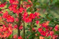 Chinese quince flowers