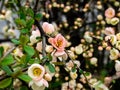 Chinese quince tree in bloom 3