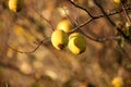 The chinese quinces tree bearing fruit Royalty Free Stock Photo