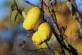The chinese quinces tree bearing fruit Royalty Free Stock Photo