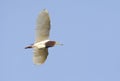 Chinese Ralreiger, Chinese Pond-Heron, Ardeola bacchus Royalty Free Stock Photo