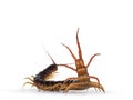 Chinese red-headed centipede on white