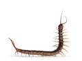 Chinese red-headed centipede on white