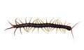 Chinese red-headed centipede on white