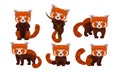 Chinese Red Panda Collection, Adorable Fluffy Wild Animal Character in Different Situations Vector Illustration
