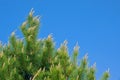 Chinese Red Pine