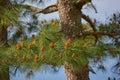 Chinese red pine tree growing outdoors in nature during spring on a clear summer day. Closeup of pinecones budding on a