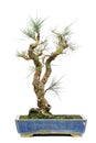 Pinus massoniana or chinese red pine tree in bonsai form