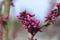 Chinese redbud Avondale