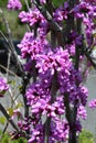 Chinese redbud ( Cercis chinensis ) flowers. Fabaceae deciduous tree. Royalty Free Stock Photo