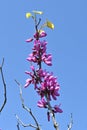 Chinese redbud ( Cercis chinensis ) flowers. Fabaceae deciduous tree. Royalty Free Stock Photo